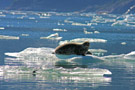 Harbor Seal on Iceberg in Endicott Arm