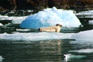 Harbor Seal on Iceberg in Endicott Arm