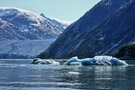 Dawes Glacier and Icebergs