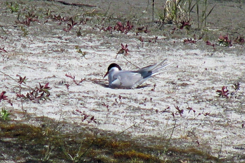 Nesting Artic Tern