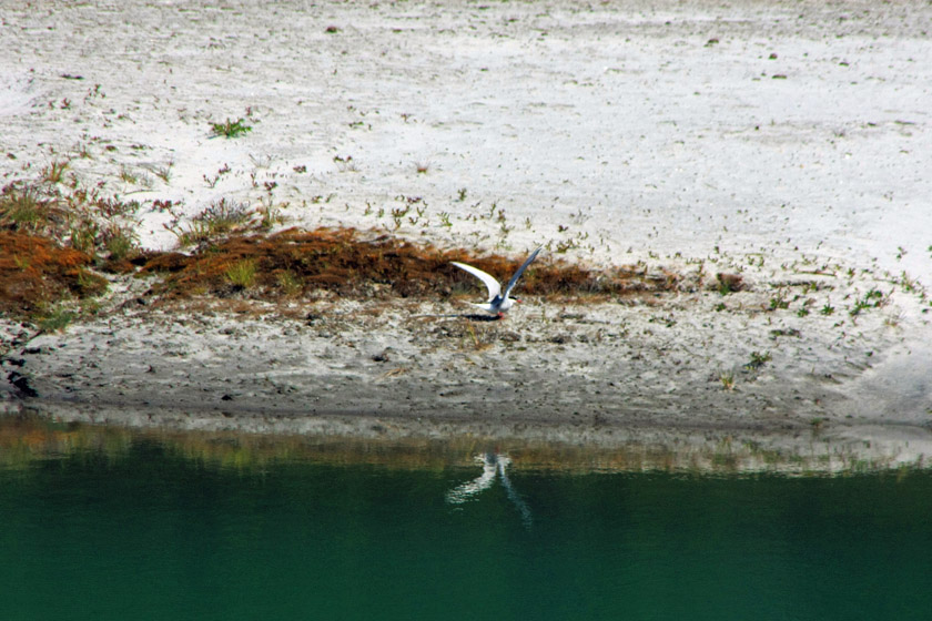 Arctic Tern at Nesting Site