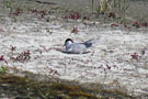 Nesting Artic Tern