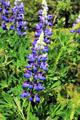 Purple Cone Flower Along Glacier Trail