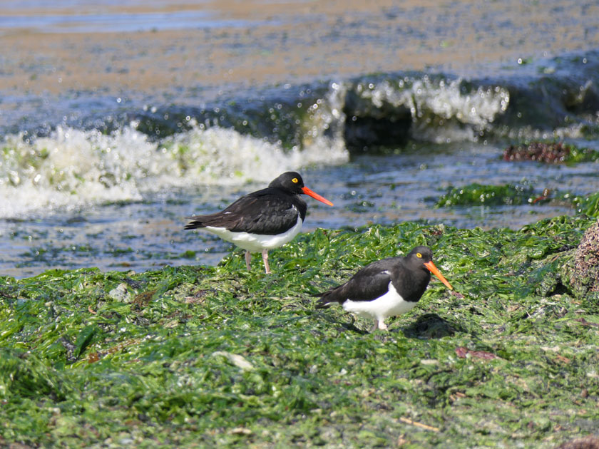 Oyster Catchers, North Harbor, New Island, Falklands