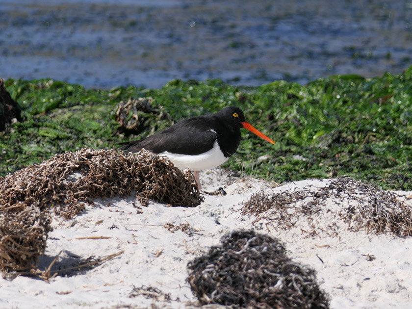 Oyster Catcher, North Harbor, New Island, Falklands