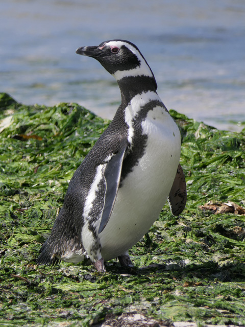 Magellanic Penguin, New Island, Falklands