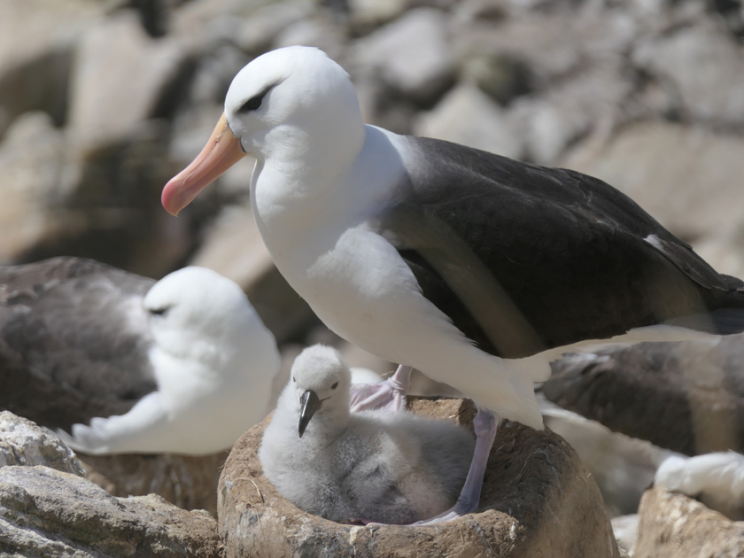 Albatross with Chick, New Island, Falklands