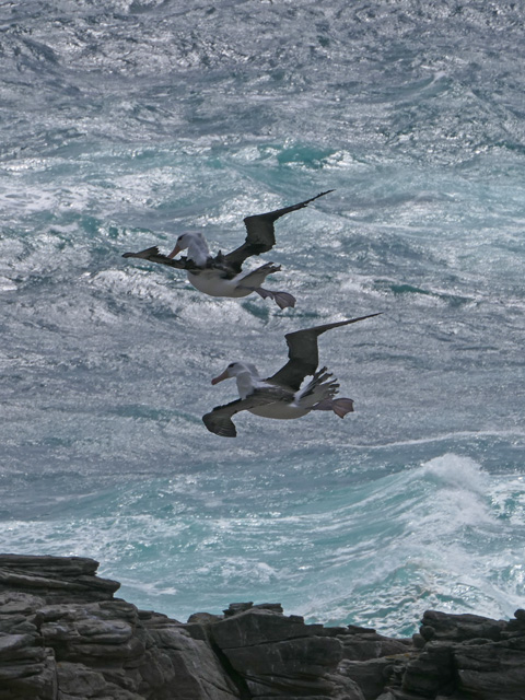 Albatross in Flight, New Island, Falklands