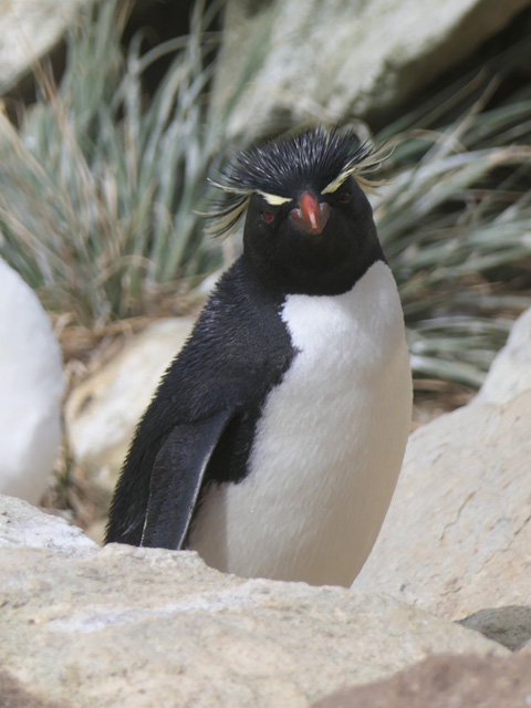 Rockhopper Penguin at New Island, South Harbor, Falkland Islands