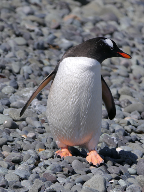 Gentoo Penguin, Barrientos Island