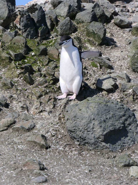 Chinstrap Penguin, Barrientos Island