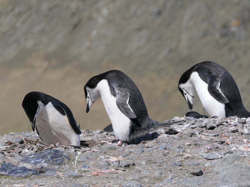 Chinstrap Penguins, Barrientos Island