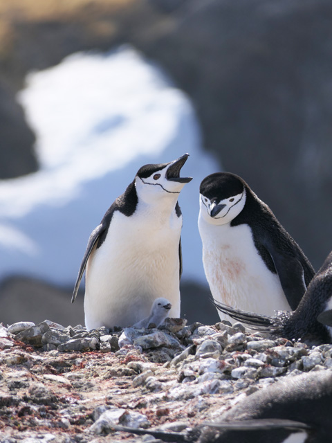 Chinstrap Penguins with Chick, Barrientos Island