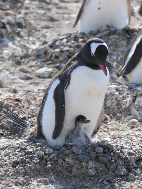 Gentoo Penguin and Chick, Barrientos Island