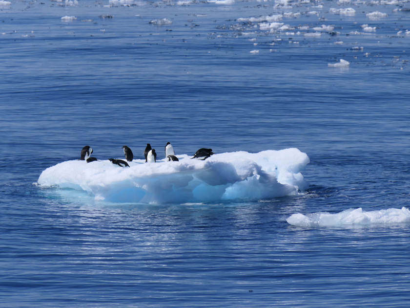 Adelie Penguins on Iceberg