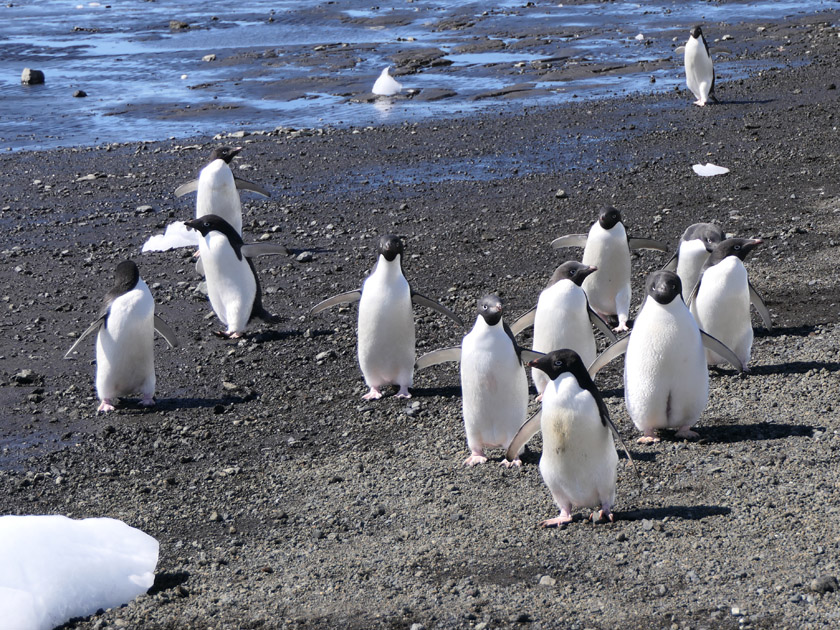 Adelie Penguins on Devil Island