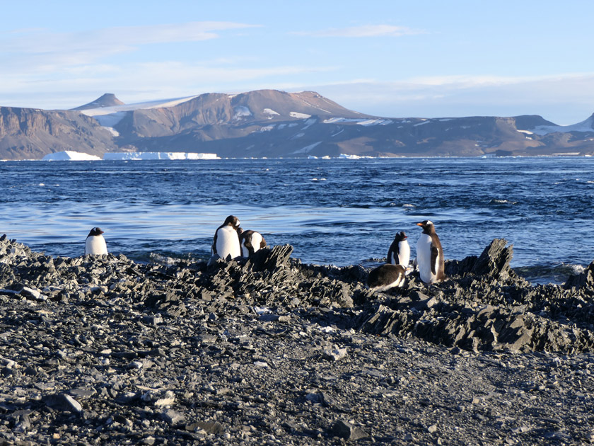 Adelie Penguins on Devil Island