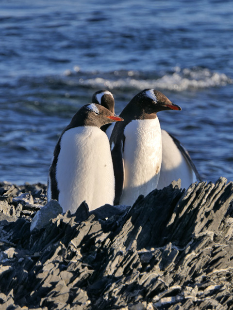 Adelie Penguins on Devil Island