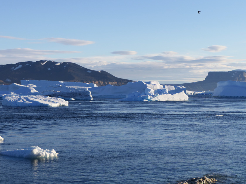 Icebergs Off Pitt Point