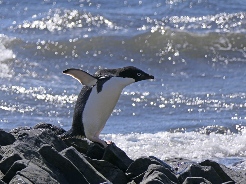 Adelie Penguin on Devil Island