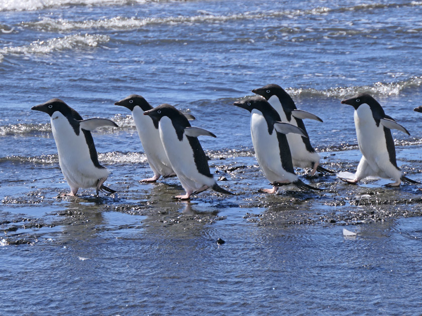 Adelie Penguins on Devil Island