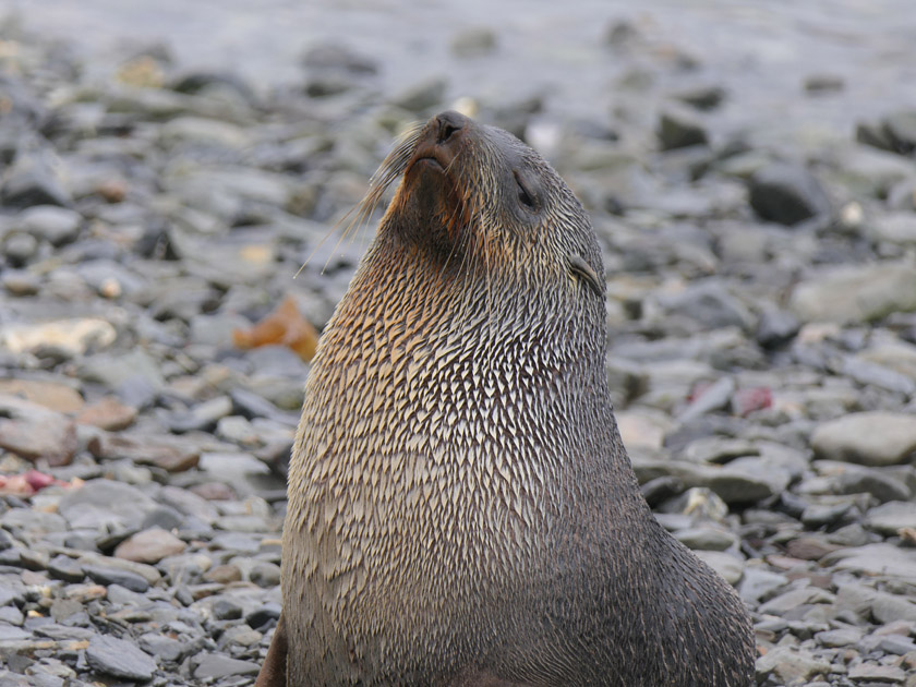 Antarctic Fur Seal Close-up, Grytviken, South Georgia Island