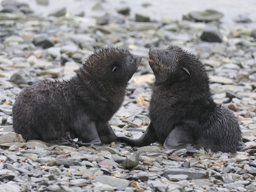 Juvenile Antarctic Fur Seals at Grytviken, South Georgia Island