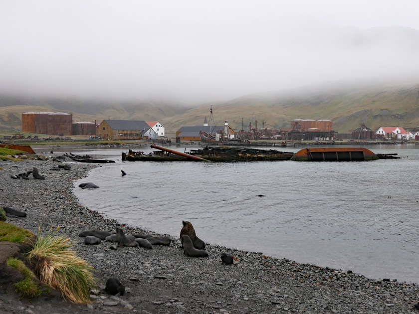 Antarctic Fur Seals and Shipwrecks Along the Beach at Grytviken