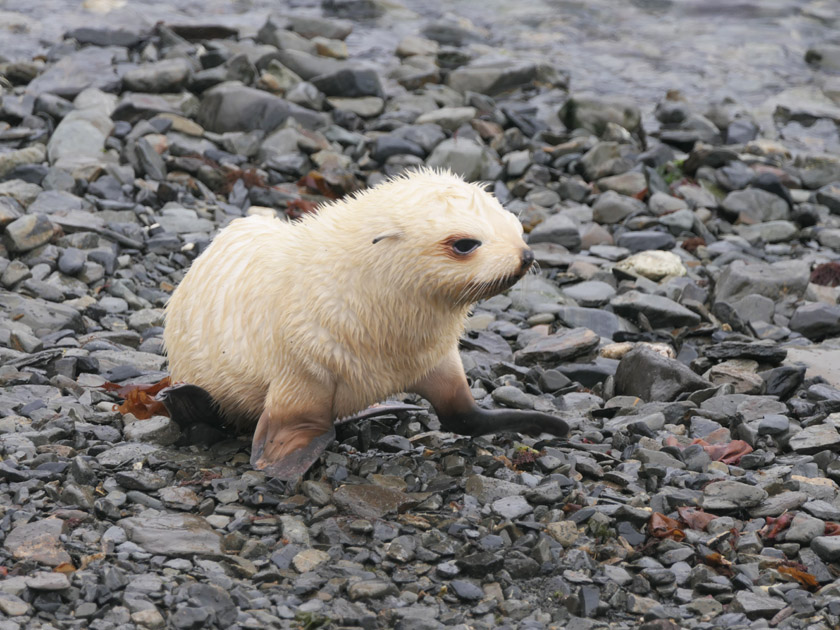 White Antarctic Fur Seal Pup, Grytviken, South Georgia Island