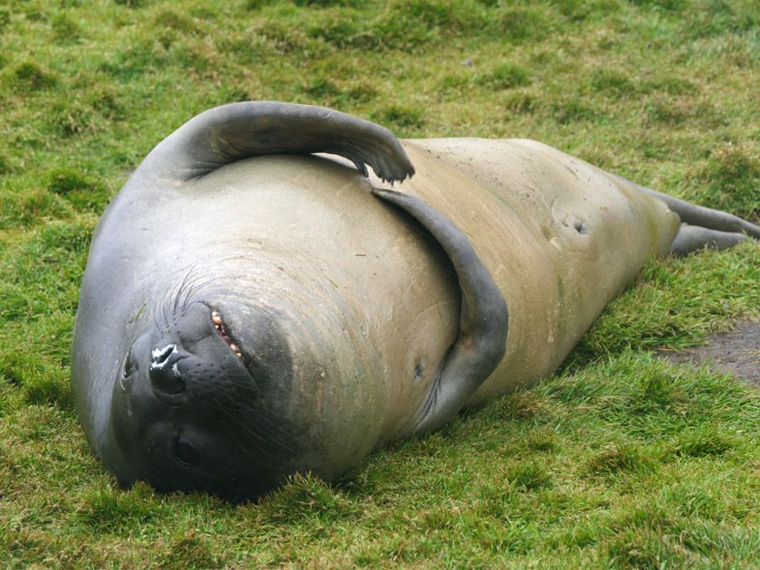 Southern Elephant Seal, Grytviken, South Georgia Island