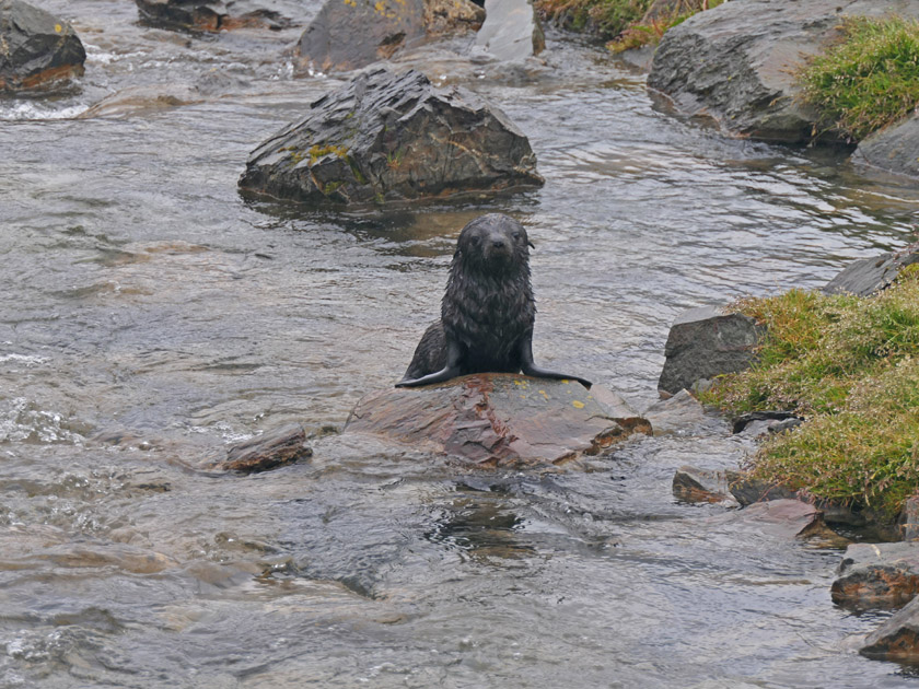 Antarctic Fur Seal Pup, Grytviken, South Georgia Island