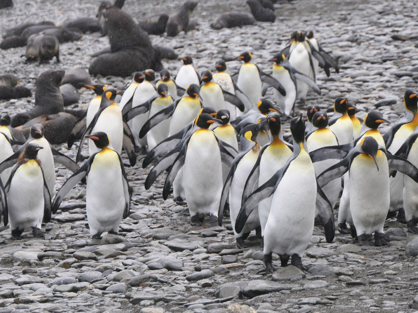 King Penguins, Fortuna Bay, South Georgia Island