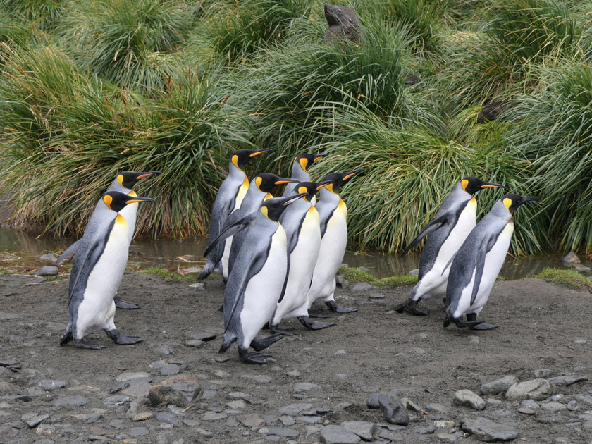 King Penguins, Fortuna Bay, South Georgia Island