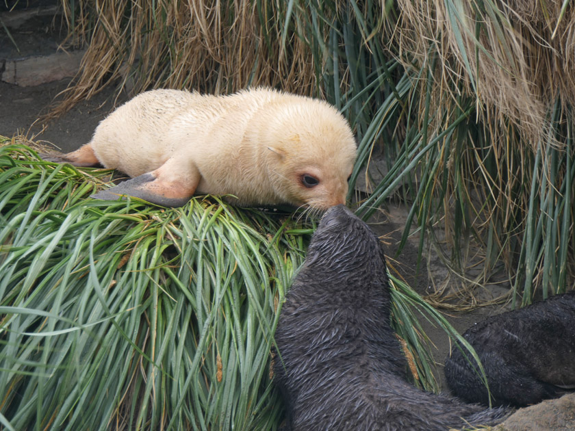 Antarctic Fur Seal Pups, Fortuna Bay