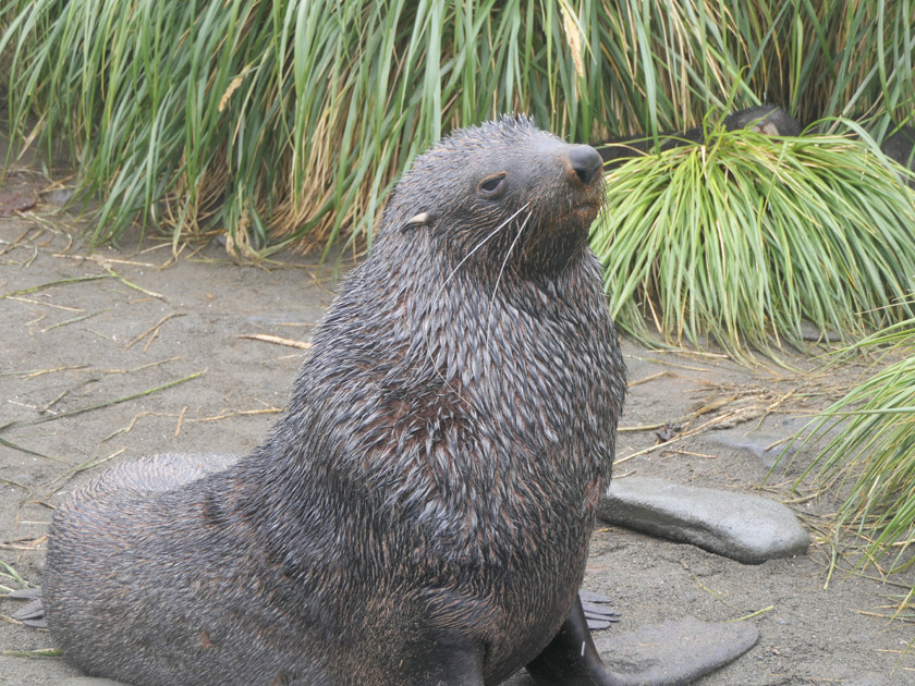 Antarctic Fur Seal Close-up, Fortuna Bay