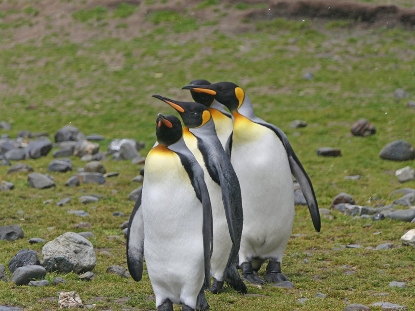 King Penguins, Fortuna Bay, South Georgia Island