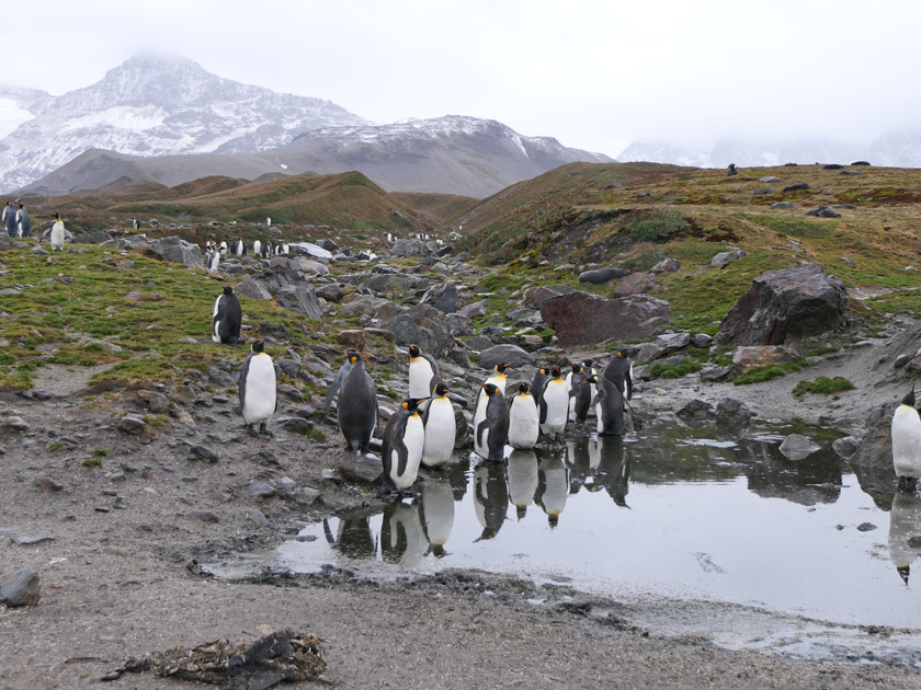 King Penguins, St. Andrew's Bay, South Georgia Island