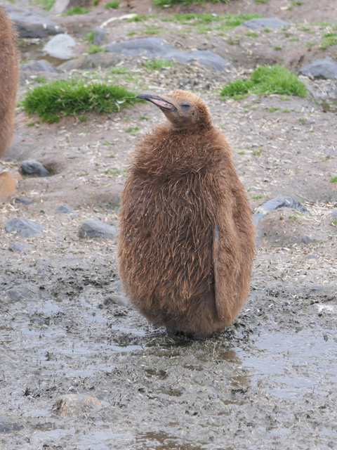 Juvenile King Penguin, St. Andrew's Bay, South Georgia Island