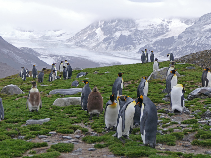 King Penguins and Glacier, St. Andrew's Bay, South Georgia Island