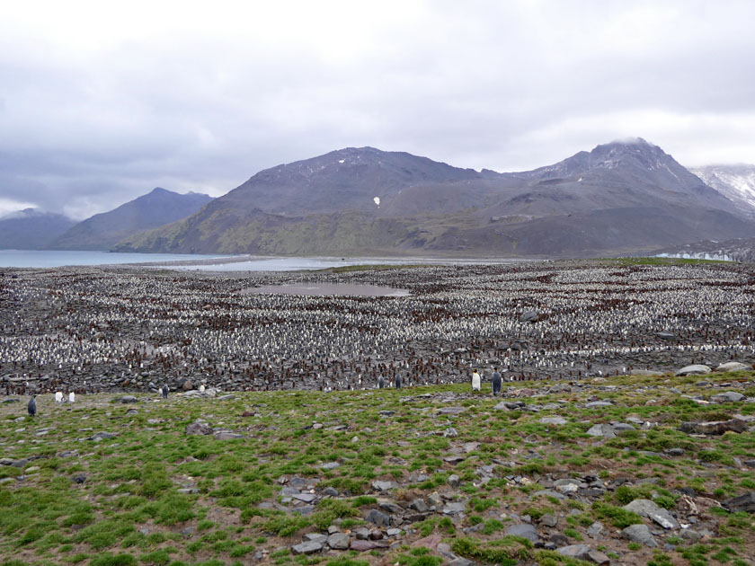 King Penguin Colony, St. Andrew's Bay, South Georgia Island