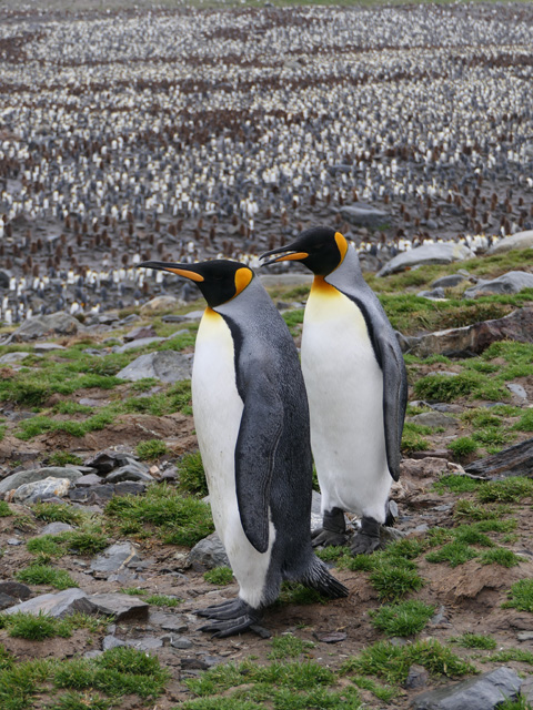 King Penguins, St. Andrew's Bay, South Georgia Island