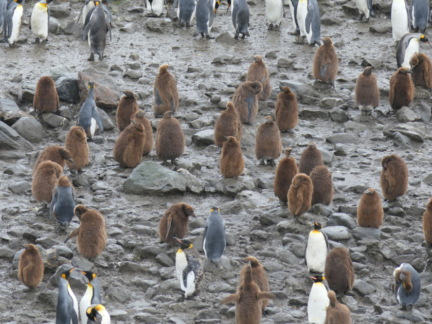 King Penguins, St. Andrew's Bay, South Georgia Island