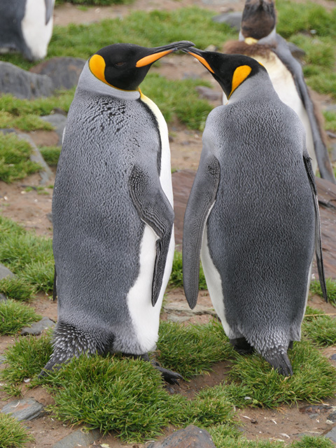 King Penguins, St. Andrew's Bay, South Georgia Island