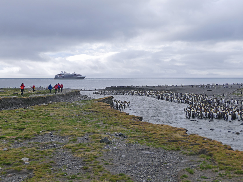 King Penguins at River, St. Andrew's Bay, South Georgia Island