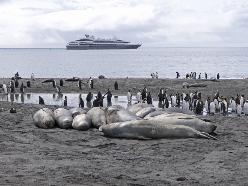 Elephant Seals, King Penguins and L'Austral, St. Andrew's Bay