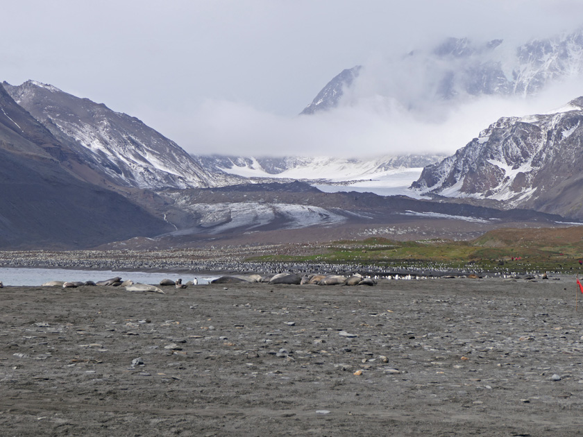 King Penguin Colony, St. Andrew's Bay