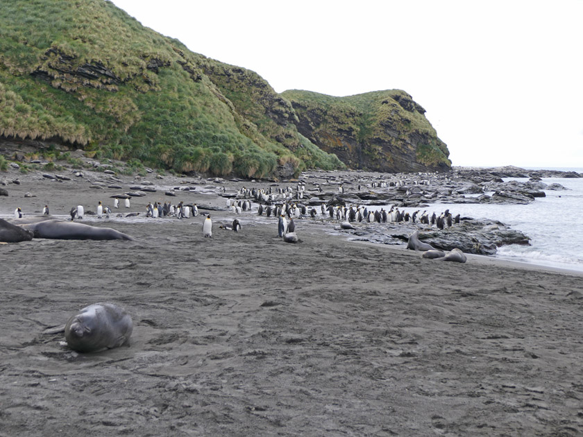 Elephant Seals and King Penguins, St. Andrew's Bay