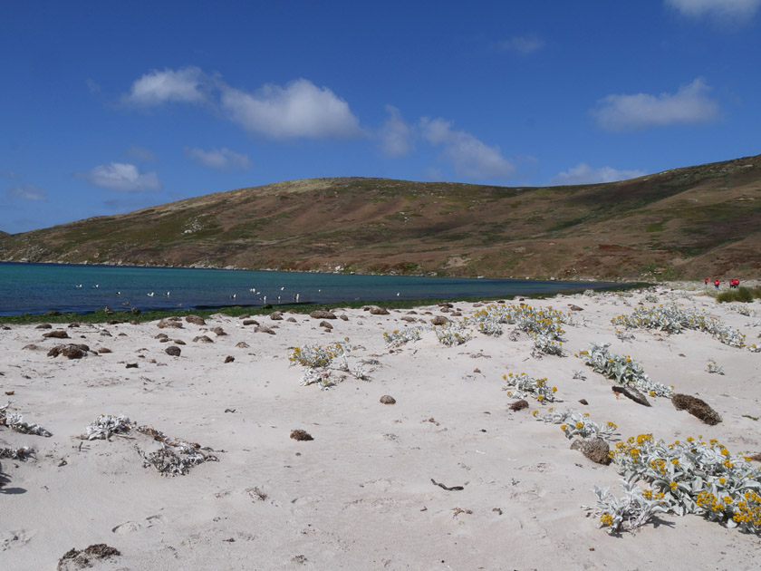 Beach at North Harbor, New Island, Falklands