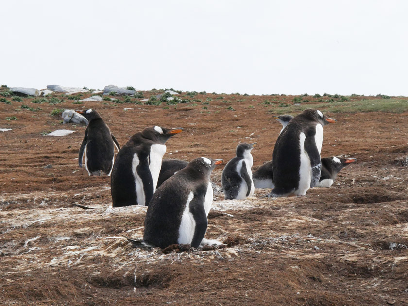 Gentoo Penguins, New Island, Falklands