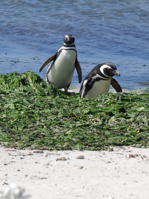 Magellanic Penguins, New Island, Falklands